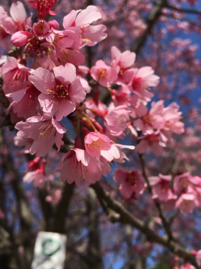 2日目です。<br /><br />昨日は夫と一緒でしたが、今日はひとりです。まったく問題なし。一人旅大好き。<br /><br />やりたいことで残っているのは、鴨川デルタ、無鄰菴にいくこと、そして昨日定休日だった遊形サロンドテへいくこと！