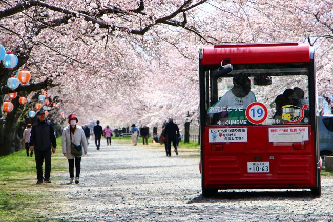 桜のシーズンは短くて、週末の見頃の時にうまく天気がよくなるとは限らない訳で。平日の本日に、丁度晴れ間が出るとの天気予報だったので、朝日町の舟川べりの春の４重奏見たさに向かったのですが。