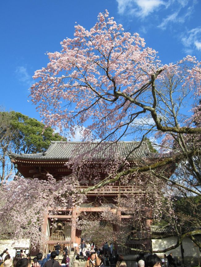 町屋の片泊まりで巡る京都の桜2019 　その８ 琵琶湖疎水・三井寺・醍醐寺・蹴上インクラインの桜