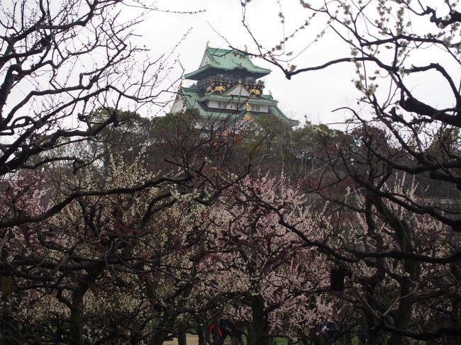 家にいるのが嫌だったので、思いつくまま大阪城公園の梅林へ。<br />例年なら、もう咲いている頃ですが今年はちょっと時期が悪かったのかな～。３～５分咲きっていう感じでした。<br />寒い！１１度ぐらいに気温がどんどん下がって小雨もパラパラ。