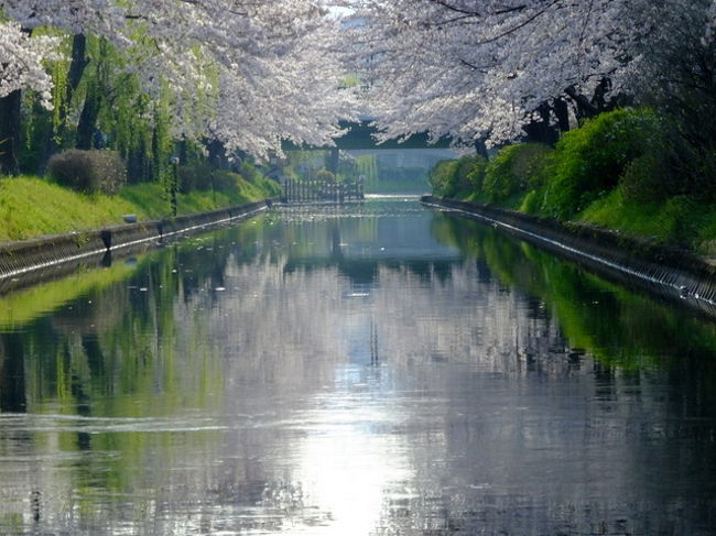京都の桜巡り その三となります。<br />伏見の水路から始まり<br />伏見水路⇒光明院⇒石清水八幡宮⇒龍安寺⇒歩いて平野神社⇒歩いて妙満寺<br />となります。<br />伏見の水路は先日も行きましたが水路が水鏡になるのは8時ぐらいまで<br />8時過ぎになると十石舟が試し運転など始めるため早めに撮影に行きました。<br />光明院でお話しさせていただいた方が石清水八幡宮へ行かれるとのことで<br />私もそういえばまだ今年は行ってないなあと気付きお供させていただきました。<br />石清水八幡宮からは急にそうだ龍安寺に行ってみようということで一気に洛北へ<br />石庭の紅しだれ桜はまだ開花したばかりでしたが帰り鏡容池に波がほとんどなく大変綺麗でした。<br />龍安寺から平野神社まで歩いてライトアップを撮影後また歩いて堀川寺之内にある妙蓮寺さんへ<br />妙蓮寺さんは今年から十六羅漢石庭のライトアップをされています。