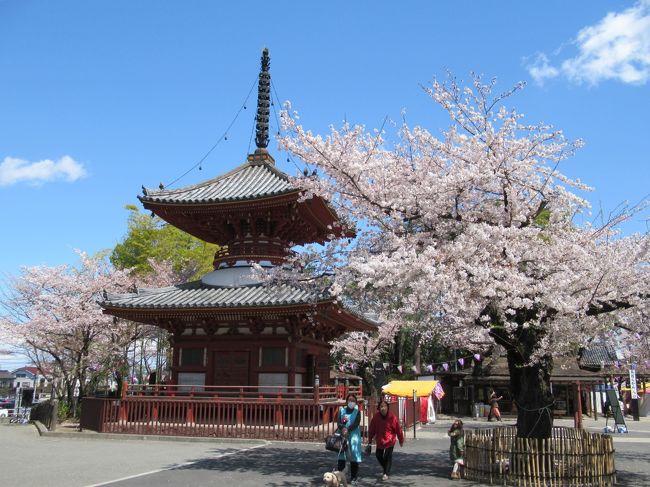 昨夜と明日の雨、今日の強風で川越の桜は今日が限界だと踏みました。<br />急遽思い立って喜多院の桜を見に行くことに。<br />大正時代の町家を利用した喜多院近くの「和洋御食事処栄」でランチした後、お決まりの「蔵造りの町並み」や「時の鐘」を経由した半日の日帰り旅です。<br />ここでは、仙波東照宮と喜多院の記録です。