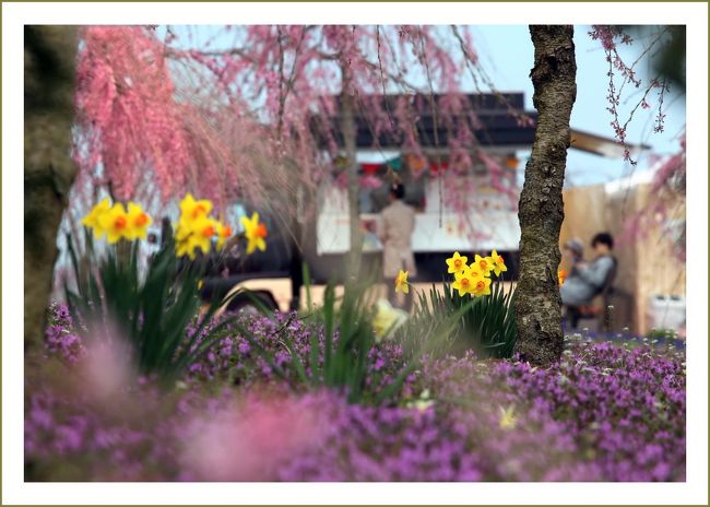 ■「さくら祭り」ふわり、ゆらり、春の色♪しだれ桜と春の花々との共演<br /><br />▽千本桜の丘／世良高原農場の新エリア<br />　2019年4月1日（月）～4月14日（日）の間、世羅高原農場で「さくら祭り」が開催されています。30,000㎡の広大な敷地内には、しだれ桜を中心に約800本の桜が植栽されています。桜以外にもパンジーや菜の花、ヒヤシンス、スイレン、雪柳など様々なお花が咲き、美しい光景が広がっています。<br />　お花畑のお散歩は60分程かかります。「憩いの広場」には所どころにハンモックやベンチが設置されており、休憩をはさみながら、のんびりお散歩できます。多彩な春の花々とともにしだれ桜を楽しめるのは花の観光農園ならではです。 <br /><br />【　手記　】<br />　このところ4トラサイトを開くことが少なくなってたいへんご無沙汰している状況です。義母の入院・手術（今年3回目）など色々世話ごとがあって忙しくしておりましたが、このたびやっと退院できる運びとなりました。<br />　実はその間、わたくし自身が体調を崩して救急車で大学病院へ運ばれる事態になり１時間半くらいの手術を受ける羽目に・・・「なんでこんな時に自分まで」と思いましたが、義母の手術が無事終了したことを確認した後だったのでまだよかった。<br />　ところが、、、自身の快方祝いと称して仲間たちと行った飲み会で、ウン十年ぶりに冗談で焼き牡蠣を一つ食べてみたところ、食あたりを起こしてしまいその晩から嘔吐下痢が続き３日ほど寝込んだりと…まあ、ひどい目に遭いました。(_ _；)わたくしガキのころから体質的に魚介類が合わないんですよね。<br />　と言うことで、ここにきてやっと体力も回復し義母の世話事も一段落したので花見にでも行ってこようかと思い、２年ぶりに大好きな世良高原農場まで行って参りました。ただ体調はまだまだ万全とは言えないので（＆足腰も痛いし）ふわり、ゆらり、春の色を楽しみながらのんびりと敷地内をウロウロしてきました。<br />　世良高原農場の新エリア「千本桜の丘」、草花の定着・樹木の成長に伴って来年以降はもっと美しい光景が広がって行くことでしょう。インスタ映え間違いなし！お薦めのお花見スポットです。と言いながら、「インスタ映え」の本当の意味がよくわかっていないお爺ちゃんからでした。ﾌﾞﾊﾊ…＾＾；<br />