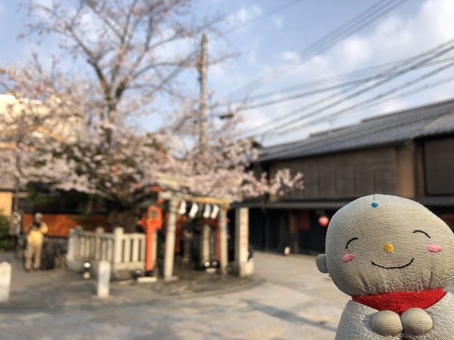 京都に久しぶりに戻って桜を見て回りました。