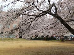 散り始めた文京学院大学の桜