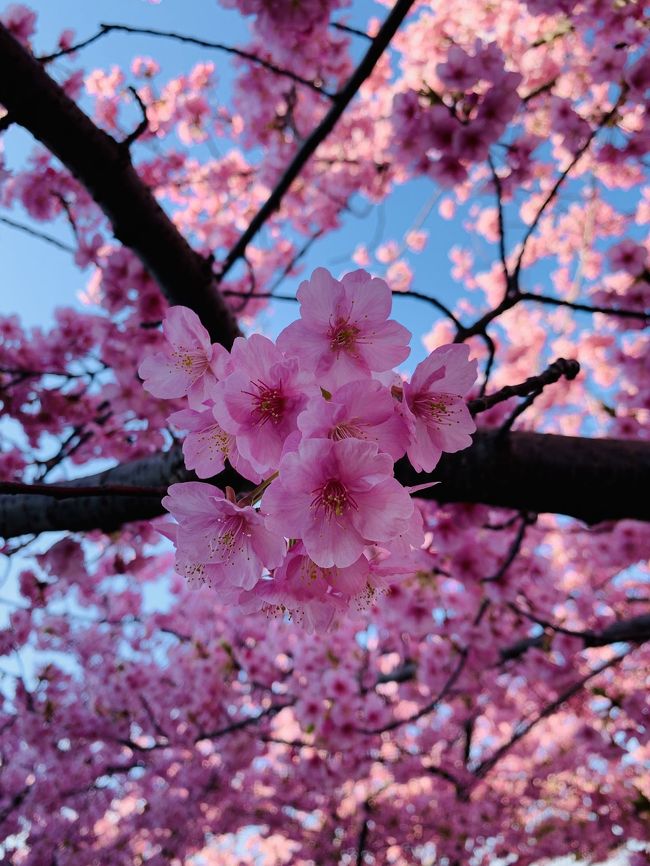 平成最後の桜を堪能しよう！！<br /><br />愛知県編。<br />愛知の有名お花見どころはたくさんありますが<br />★名城公園<br />★岡崎公園<br />★鶴舞公園<br />とオマケの数か所に行ってきました！<br /><br />表紙の写真は早咲き桜の河津桜。<br />岡崎市の乙川沿に植えられている<br />約800メートル続く桜並木です。<br /><br />ここから平成最後の桜参りスタートです。<br /><br />