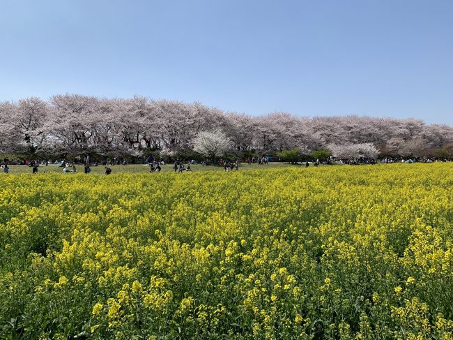 4/6 首都圏である程度有名な幸手の権現堂桜、お天気も良かったし一度は見てみたかったので、行ってみました。<br />満開の桜と菜の花を楽しむことができました！！<br />オススメです！