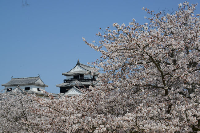 松山城（愛媛県松山市）牧野公園（高知県佐川町）鏡野公園（高知県香美市）の<br />「さくら名所１００選の地」を訪ねる総走行距離８３２ｋｍの日帰りドライブ旅。　　　<br /><br />早朝５時に、自宅（京田辺市）を出発して、阪神高速道、神戸淡路鳴門自動車道、<br />徳島自動車道、松山自動車道経由で、松山市を目指す。<br />松山城に到着したのが、９時半過ぎ。<br /><br />松山城駐車場が満車でしたので、近くのコインパーキングに駐車。<br />山麓駅「東雲口駅（しののめぐちえき）」から山頂駅「長者ケ原駅（ちょうじゃがなるえき）」へは、リフトを利用する。<br />そして、本丸へ（時間的な制約もあり、天守には入場せず）<br />天候にも恵まれて、タップリ、サクラを楽しめました。<br /><br />・松山城<br />　松山市の中心部、勝山（標高132m）にそびえ立つ松山城は、賤ヶ岳（しずがたけ）の合戦で有名な七本槍の1人、加藤嘉明が築き始めたお城です。門・櫓・塀を多数備え、狭間や石落とし、高石垣などを巧みに配し、攻守の機能に優れた連立式天守を構えた平山城と言われております。松山城は、日本で12か所しか残っていない「現存12天守」のうちのひとつ、江戸時代以前に建造された天守を有する城郭の一つです。平成18年に「日本100名城」、平成19年には道後温泉とともに「美しい日本の歴史的風土100選」に選定されました。また、日本で唯一現存している望楼型二重櫓である野原櫓や、「現存12天守」の城郭では松山城と彦根城しか存在が確認されていない、韓国の倭城の防備手法である「登り石垣」が二之丸から本丸にかけてあり、堀之内を含む城山公園全体が国の史跡で、「日本さくら名所100選（平成2年）」や「日本の歴史公園100選（平成18年）」の指定も受けています【松山城ＨＰより】<br /><br />・リフト往復券　５１０円　　<br />　　　　＊ロープウェイにも、乗車可能です<br /><br />・松山城のＨＰはこちら<br />　　　　http://www.matsuyamajo.jp/