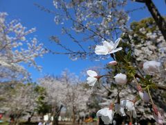 江戸時代からの桜の名所飛鳥山公園