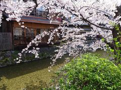 駆け足で巡る京都東山辺りの桜、と伊丹空港JAL新ラウンジ