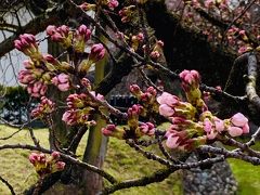 2019 平成最後のお花見＠長野県  桜はまだ早かった！！