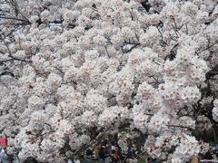 小金井公園のお花見と目黒川の花筏