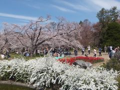 ドンピシャ！満開京都。