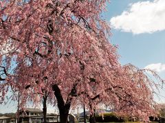 風に揺れる千鳥川桜堤公園の桜並木