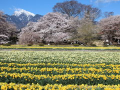 山高神代桜と八代ふるさと公園