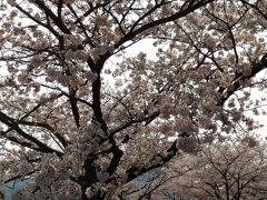 エディオンスタジアムの桜