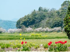 宇佐の桜　2019