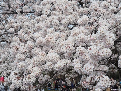 小金井公園のお花見と目黒川の花筏』国分寺・小金井(東京)の旅行