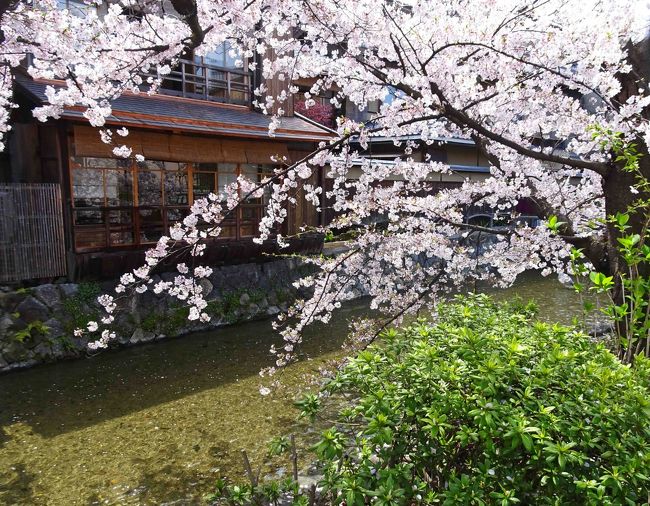 所用で関西へ出掛けたおり、あわよくば「そうだ京都に行こう」と狙っていましたが、普段は天気に恵まれないのですが晴天が望めそうな日がありましたので所用を早めに切り上げ駆け足で京都の桜を巡ります。　従って定番的なところばかりですがタイミング的にはやや遅めながら散り始めの桜を愛でることが出来ました。　帰路はもともと空路を予約してありましたので伊丹へ戻らなければなりません。　新装なった伊丹空港JALラウンジも併せて御紹介致します。