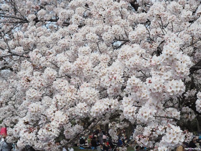 随分前のことですが、会社の先輩が「小金井公園の桜は最高だよ！」と言っていたのを覚えているのですが、お花見には一度も行ったことはありませんでした。<br />東京の桜（ソメイヨシノ）が満開になった後、気温が低い日が続き、桜の花は長持ちしていますが、それでもそろそろ見頃は過ぎそうなので、今までに行ったことがないお花見スポットへ行ってみようと思い、ここ小金井公園のお花見に出掛けることにしました。<br /><br />「名勝小金井桜（ヤマザクラ）」の伝統を受け継ぐ桜の名所、さくら名所100選にも選ばれています。<br />約80haの広大な園内には、ヤマザクラをはじめ、ソメイヨシノ、カスミザクラなど約50種、約1700本の桜が植えられているそうです。<br />なかでも桜の園では3月下旬から4月下旬まで、長い間桜を楽しむことができます。<br /><br />小金井公園の帰り道、目黒に寄り道して、目黒川の花筏も楽しみました。<br /><br />