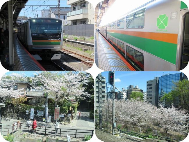 春の青春18きっぷの有効期限が翌日に迫った4月9日。<br />偶然が重なって湘南新宿ラインを使って宇都宮までのグリーン車旅に行くことになりました。<br /><br />沿線はどこも満開の桜。電車の中に居ながらにして桜を楽しむことができました。<br />もちろん旅の楽しみのグルメも。宇都宮餃子に駅弁にと。<br />そして宇都宮駅すぐの川沿いを歩き満開の枝垂桜も楽しんできました。<br /><br />予想以上に写真の撮れ高が十分すぎたので5編に分けて記事をお送りいたします。<br />第一編では逗子から湘南新宿ラインに乗って新宿まで。<br />鎌倉円覚寺前の桜にはじまって都心に咲く桜まで楽しい車窓でした。<br /><br />