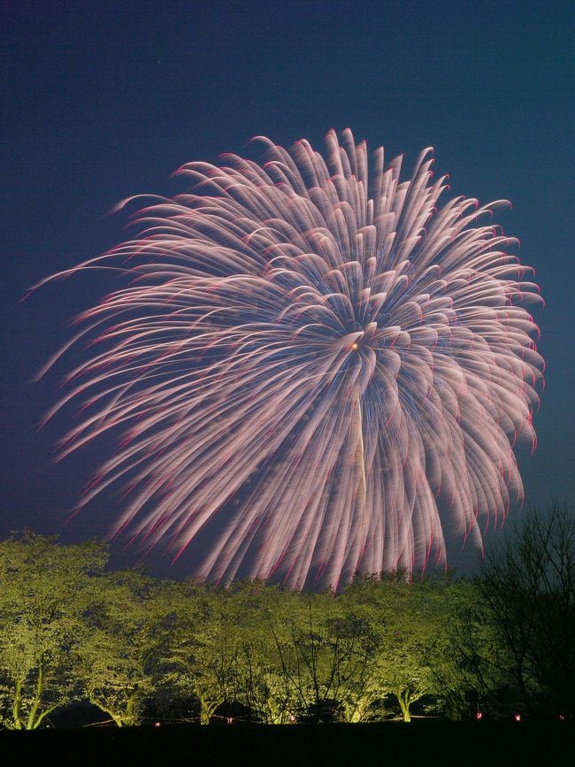 ２キロに渡って続く桜並木。そして川沿いのキャンプ場。美しい風景の嵐山さくら祭りで花火があがるというので、桜と花火の写真が撮れる！とでかけました。キャンプ場では、バーベキューをしている人、川遊びをしている人、鍋をしている人、たき火をしている人…思い思いにのんびりと楽しんでいました。本格的なキャンピングカーで来ている人もいました。そして、祭りの本部会場付近にはいろいろな出店。桜並木をのんびり歩くと３０分くらいはかかる、ながーい桜の道。菜の花と桜のライトアップがされている場所は武蔵嵐山の駅近くの場所だったので、そこで花火を待ちました。花火は３０００発。一時間半に渡って、メッセージとともに打ち上げられました。最近の花火大会は混雑しすぎて殺伐としたところが多いですが、ここはのびのびと思い思いに仲間と宴会をしながら春の宵を楽しめる場所でした。