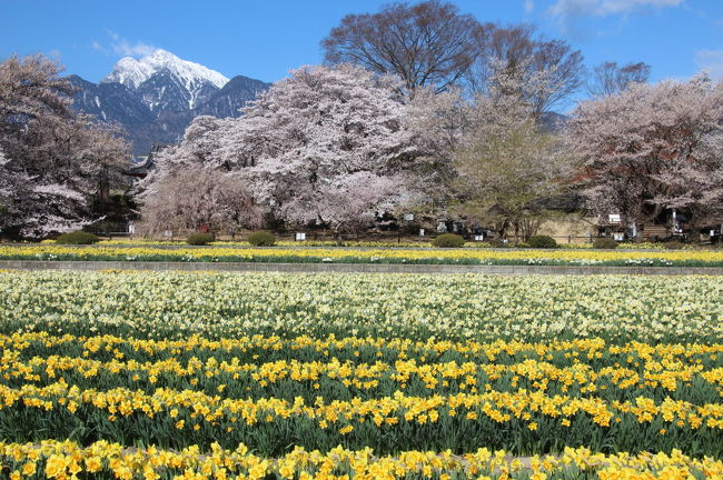 山高神代桜が満開とのことなので、出かけてきました。<br />自宅を５時過ぎに出発し、中央道・須玉インター経由で、山高神代桜がある実相寺には８時前に到着となりました。<br />周辺の桜を合わせ、小一時間見学したあとは、桃の花を見に笛吹市の八代ふるさと公園に寄った後、近くのほったらかし温泉で入浴し、お昼過ぎに帰宅の途につきました。<br />