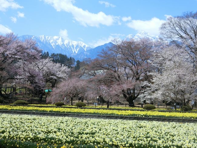 青春18きっぷで一人旅。甲府湯村温泉に泊まることと、山高神代桜を見ることが目的。2日間とも天気が良く、桜もほぼ満開ででとてもきれいでした。<br /><br />(1日目)舞鶴城公園、武田神社、甲府湯村温泉<br />(2日目)山高神代桜ウォーキング<br /><br />参考:大人の遠足「四季の花あるき関東周辺」