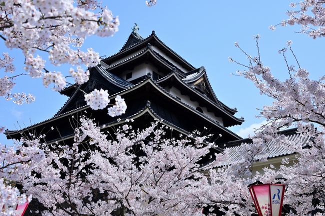 2019年、さくらの名所を巡る旅・第1弾!<br /><br />4月に入り、続々と桜の開花の便りが届きだし、ついに春本番。<br />これと機を同じくして、昨今の働き方改革の影響か、4月にまとめて有給休暇を消化するよう指導?が入り、このタイミングでまとまった休みを確保。<br /><br />そこで、さくらの名所を巡る旅第一弾として、3泊4日の日程で中国・近畿地方の気になる桜スポットを訪れてみることに。<br />その最初の街は、江戸時代に隠岐・出雲国24万石を治めた松江藩の城下町・松江。<br />全国で5城しかない国宝に指定された現存天守が残り、かつ桜の名所でもあるという「松江城」は、1年で1番華やいだ雰囲気になっているはず♪<br />例年、満開になるのは4月上旬とのことですが、さてどうでしょうか。。。<br /><br /><br />〔2019さくらの名所を巡る旅 アウトライン〕<br />●Part.1(1日目①):松江城/松江城山公園(日本100名城/さくら名所100選)<br /> 【この旅行記】<br />●Part.2(1日目②):松江城下町(堀川めぐり)<br /> https://4travel.jp/travelogue/11480502<br />●Part.3(2日目①):津山城/鶴山公園(日本100名城/さくら名所100選)<br /> https://4travel.jp/travelogue/11484252<br />●Part.4(2日目②):中山神社(美作国一之宮)/城東(重伝建地区)<br /> https://4travel.jp/travelogue/11491168<br />●Part.5(3日目①):姫路城①(日本100名城/さくら名所100選)<br /> https://4travel.jp/travelogue/11593194<br />●Part.6(3日目②):姫路城②(日本100名城/さくら名所100選)<br /> https://4travel.jp/travelogue/11601496<br />●Part.7(4日目①):大和郡山城(続日本100名城/さくら名所100選)<br /> https://4travel.jp/travelogue/11613989<br />●Part.8(4日目②):奈良公園(さくら名所100選)<br /> https://4travel.jp/travelogue/11615907<br />●Part.9(4日目③):大神神社(大和国一之宮)<br /> https://4travel.jp/travelogue/11618583<br /><br />〔日本100名城登城記〕<br />●水戸城(常陸国)<br /> https://4travel.jp/travelogue/11472788<br />●上田城(信濃国)<br /> https://4travel.jp/travelogue/11516270<br />●高知城(土佐国)<br /> https://4travel.jp/travelogue/11567369