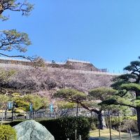 初春、桜花咲く山梨県甲府市を訪れました！！(*^-^*)朝の気温は０℃とまだまだ寒いです!!