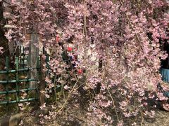 満開のしだれ桜が美しい大国魂神社へお宮参り 東京都府中市