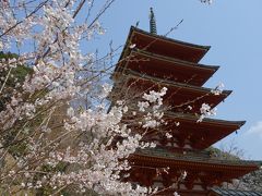 春の長谷寺で桜見物。