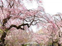 神代植物園で桜を満喫・・・