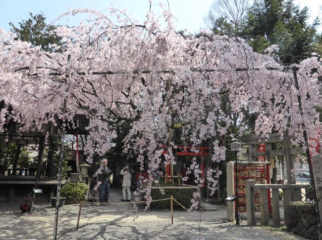 京都一人散歩　2019春