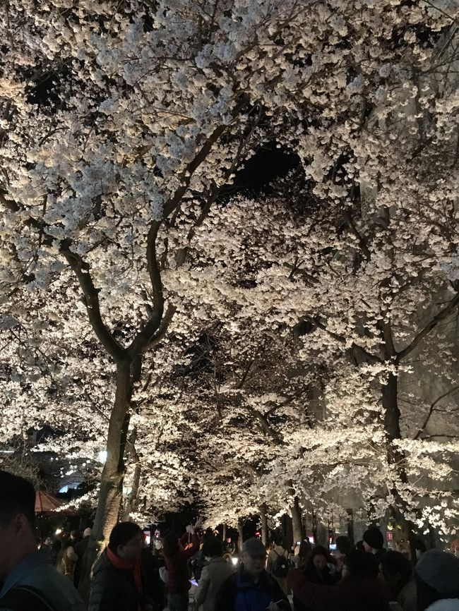 春の京都　桜求めて百鬼夜行　Ｖol.２　伊右衛門サロンと夜桜お七の世界♪さくら さくら 花吹雪～♪