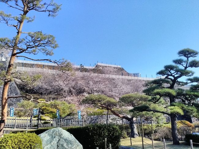 2019年4月、最初に訪れたのは山梨県甲府市です。<br />三寒四温を繰り返し少し暖かくなったと思ったらまた寒の戻りで寒かったです。桜の開花は満開に近くなりよい季節出になりましたが花見には寒すぎる感がありました。<br />訪れたのは甲府駅から徒歩で約5分の舞鶴公園(甲府城址)です。<br />遠くの山越しに富士山が霞んで上のほうだけ見えました。<br />夜は地元で有名なほうとう料理の「小作」で美味しく頂きました。<br />