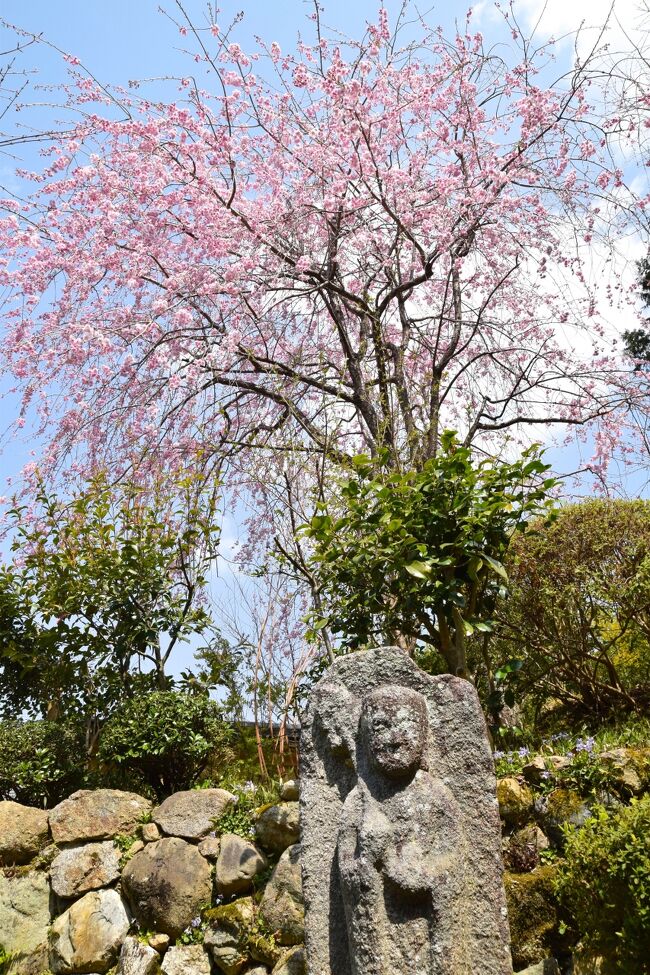 京都でお花見を始めて15年、今年は<br />一日め洛北、二日め祇園・東山、三日め西陣・千ブラ、<br />となりました。<br />その一日め前半、一乗寺のお花見旅行記です。