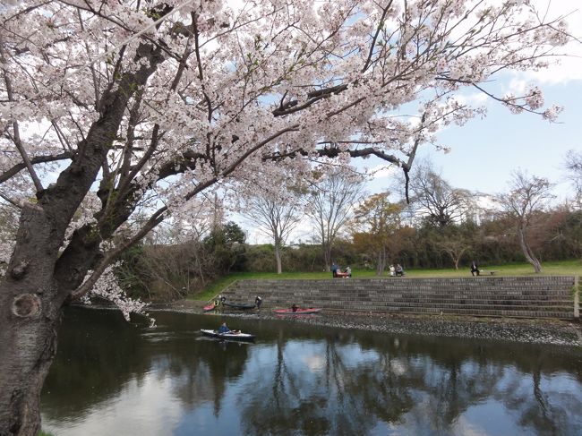 TVで龍ケ崎般若院の枝垂れ桜を見て、牛久周辺の桜も見たいとあちこち行ってみました。牛久シャトー、牛久栄西第二公園、二池、牛久中央公民館近くの運動広場(多目的広場)周辺、龍ケ崎市の般若院、つくば市の農林さくら通り、つくばみらい市の福岡堰と桜の見どころはあちこちにありました。<br />花見とランチや谷田部の郷土資料館、海苔屋さんでの買い物と充実してました。