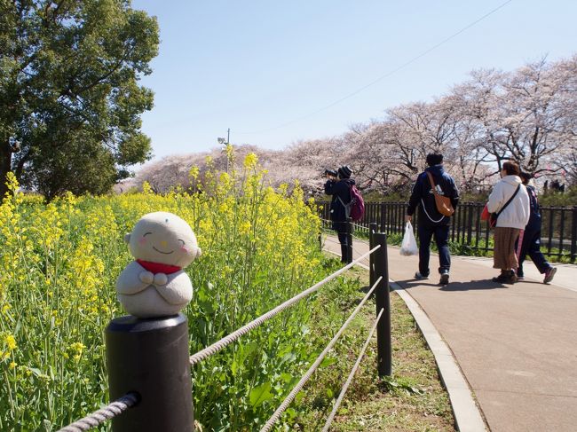 ソメイヨシノの開花の頃に満開となり安行桜を見に・埼玉県の北浅羽、川口、に行ってきました。ソメイヨシノが万日になってきた頃。サクラと菜の花のコラボレーションを見に幸手に行ってきました。ソメイヨシノの終盤のころ群馬県の館林に桜常井上りのコラボレーションを見て来ました。東京のソメイヨシノが葉桜になった頃、福島に伊藤若沖展を見に行った際に桃源郷のような桜を見に行きました。
