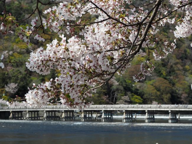 最後の日。天気はよさそうなので嵐山へ。平成最後の花見チャンスなのでどこに行こうか迷いましたが<br />嵐山が満開情報が出ていたのと桜の時期の嵐山に行ったことがないのと<br />帰りが関空なので関空にアクセスしやすい場所、ということで嵐山にしました。<br />関空アクセス切符は嵐山から使えます。（1230円）