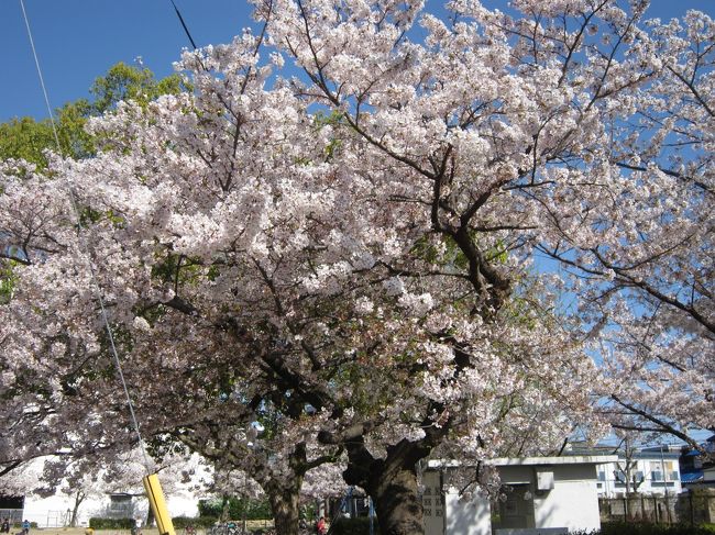 ４月６日の天気予報で７日は風雨が強く桜が散る恐れがあるという予報を聞いて急遽カメラを持って近くの花見に行って来た。