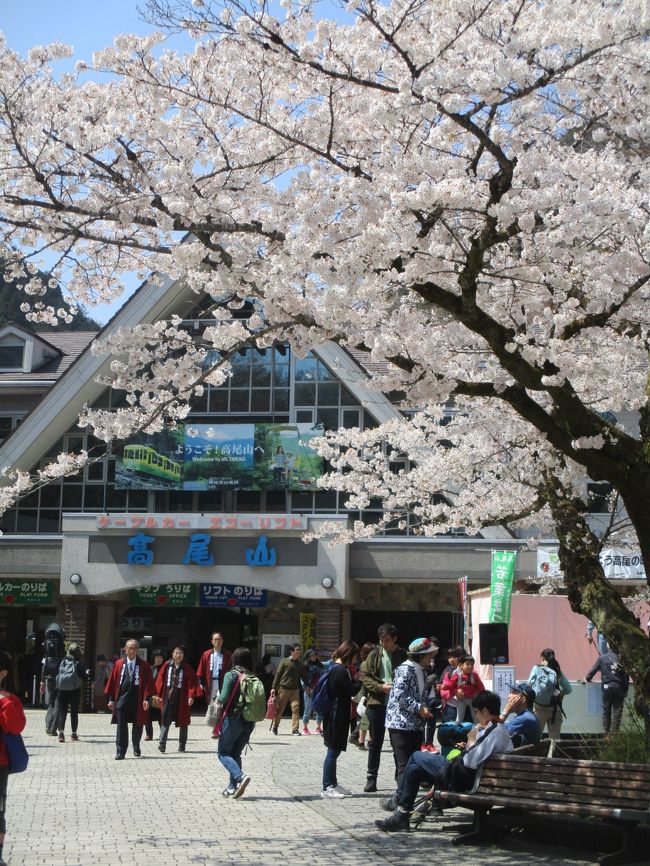 京王線・高尾山口駅より、桜満開の高尾山を日帰りトレッキングして、<br />高尾山頂上でランチを楽しんできました。<br />登り：１号路，下り：３号路⇒２号路<br />