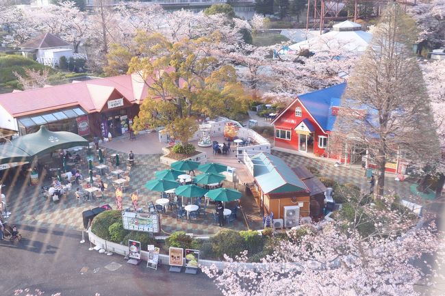 遊園地の桜散歩は楽しい・・・<br />あのゴンドラからの空中散歩を今年も・・・<br />という事で4/6、よみうりランドに行ってきました。