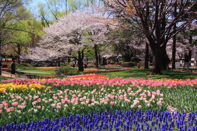 国営昭和記念公園では、3/23から5/26までFLOWER　FESTIVAL　2019が開催されています。<br />青空の下　チューリップと桜の競演が見られる頃を見計らって国営昭和記念公園に行って来ました。<br />ＨＰでは当日にチューリップ見頃始まりましたと案内されました。<br />桜は散り始めていますが、まだまだ見頃でした。<br />国営昭和記念公園でお花見を楽しんだ後、立川市で唯一の国宝がある普済寺と諏訪神社も参詣しました。<br />表紙は、国営昭和記念公園渓流広場のチューリップと桜