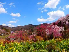 母と行く、土湯温泉の猫宿松雲閣に泊まる福島旅！①宿に行く前に、ずっと行きたかった花見山公園へ！