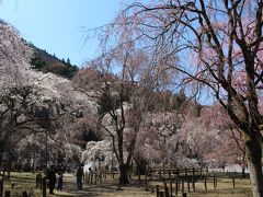 【2019年】清雲寺のしだれ桜と秩父の桜だより　　