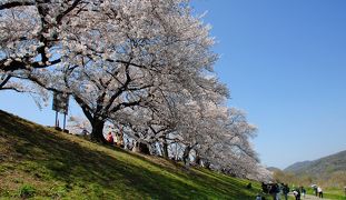 2019年背割堤桜並木開花情報８・満開　