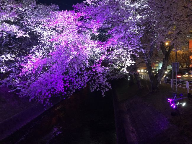 2019年の五条川 <br /><br />今年も仕事の帰りや休みの夜に桜を楽しみました<br /><br />iPhoneカメラで撮った五条川の桜夜景です
