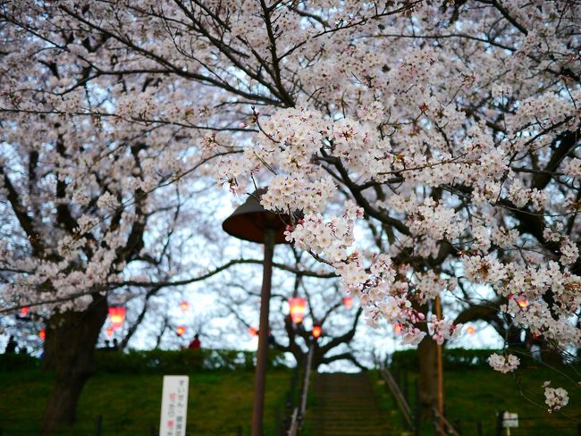 先週末、満開の桜を見学しに毎年恒例の権現堂へ行ってきました(n´v｀n)<br /><br />コメントは...後程追加予定(*´з`*)ｶﾞﾝﾊﾞﾘﾏｽ<br />ひとまず...もう満開終わっちゃってるかもだけど写真UP！<br />今日の雨で散ってしまっていないことを祈ります☆