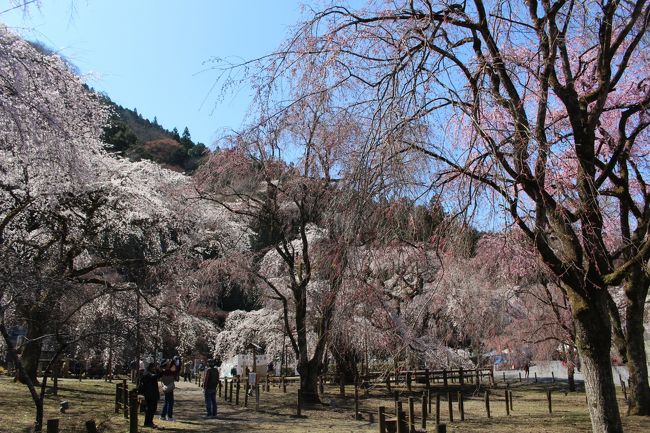 秩父が好きです。<br />でも清雲寺の枝垂れ桜を見たことがありませんでした。<br />4トラに旅行記書いていないのもあるけど何度も行っているお寺なのに。<br />今年こそは見たいぞと思っていました。<br />でもその前に、ラビューに乗って秩父へ行こう!<br />秩父に泊まったわけではないですが一度行くとまた行きたくなったり誘われたり。<br />3月31日 四萬部寺 (札所一番)、 真福寺 (札所二番)、光明寺、常泉寺 (札所三番)、金昌寺 (札所四番)、語歌堂 (札所五番)、大慈寺 (札所十番)<br />4月2日 清雲寺しだれ桜、長泉院 (札所二十九番) 、千手観音堂、昌福寺、安谷川木橋、和味 、法善寺、北桜通り、長瀞、秩父神社 、慈眼寺 (札所十三番) <br />4月9日 瑞岩寺、四萬部寺 (札所一番)、光明寺、常泉寺 (札所三番)<br /><br /><br />